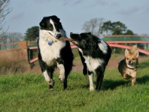 border collie dogs playing happy dogs outdoors run animals 828192.jpg!d 2