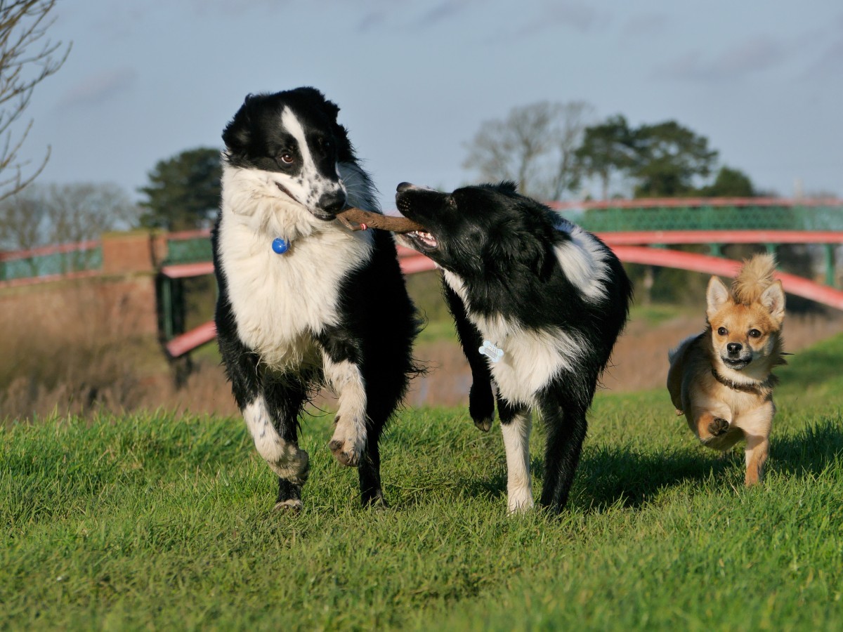 border collie dogs playing happy dogs outdoors run animals 828192.jpg!d 2